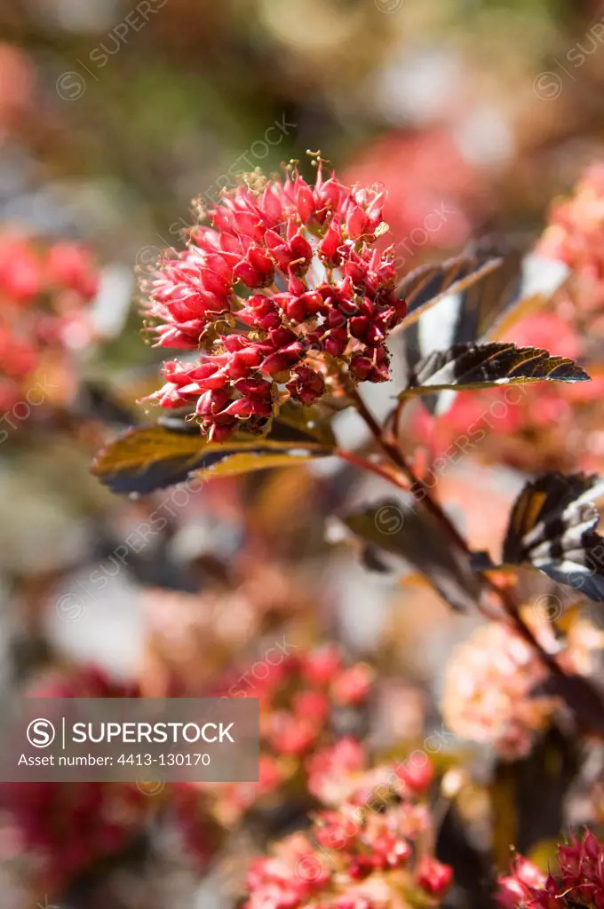 Red Flower in the spring Drome France