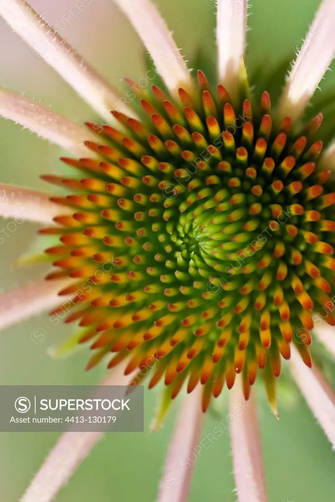 Closeup of a flower of Echinacea in summer in Ain France