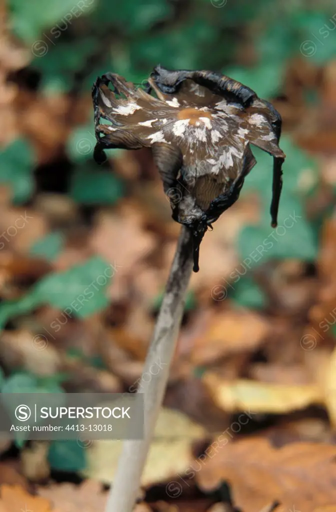 Ripe Magpie inkcap in decomposition Gironde France