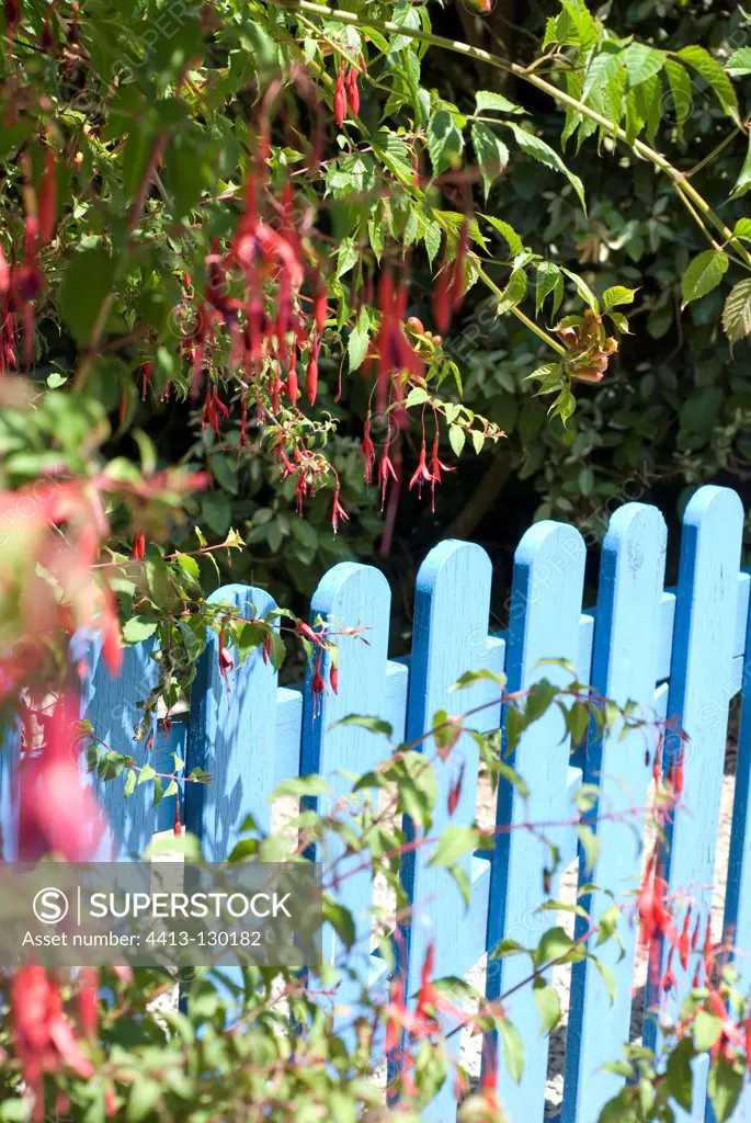 Fuchsia and wooden fence on the Isle-aux-Moines France