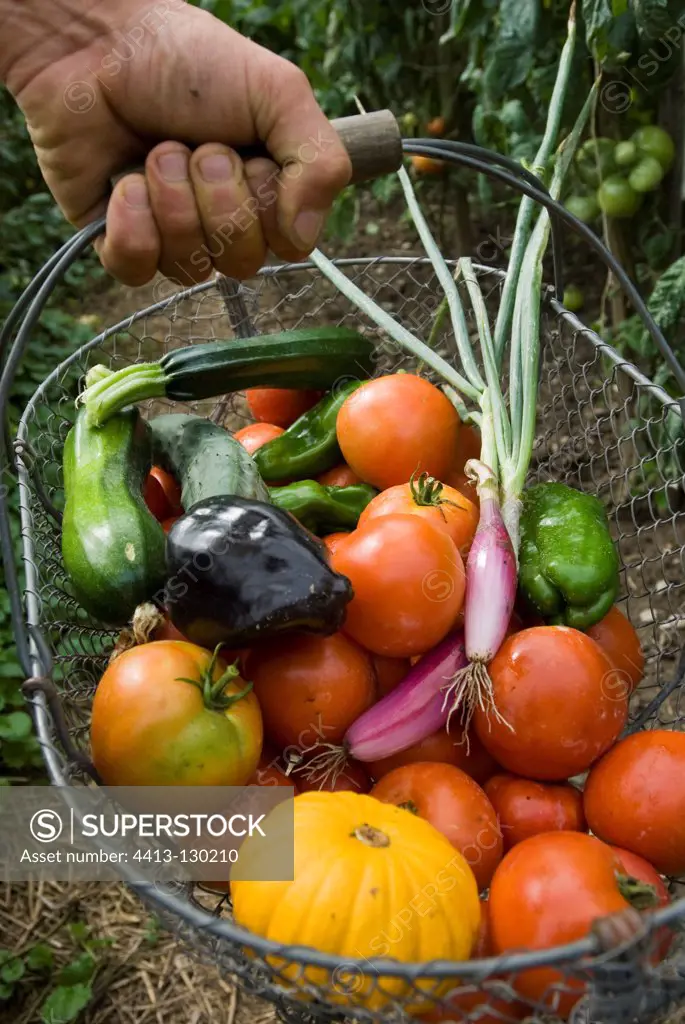 Harvest vegetables in the garden in summer France