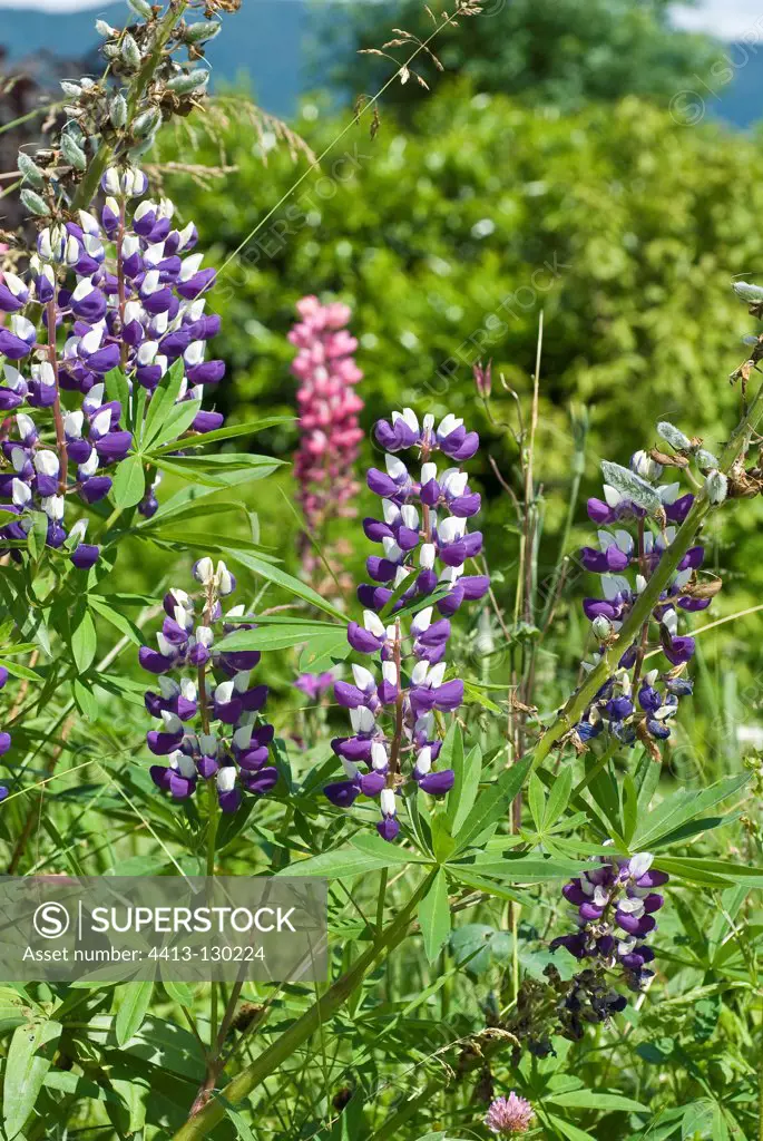 Lupins flowers in a garden in Ain France