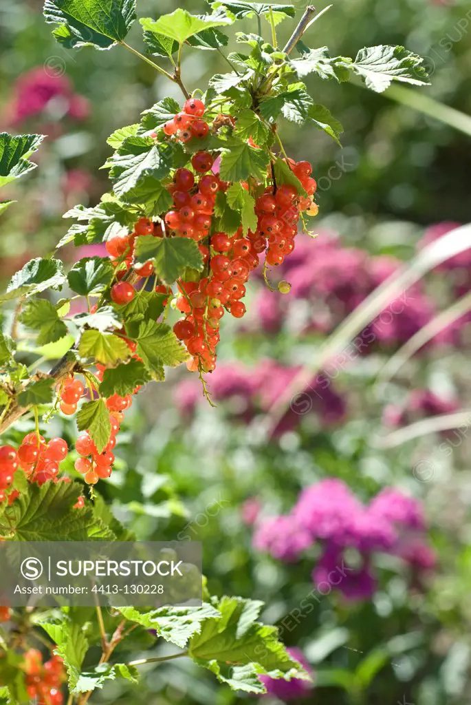Cluster of currants in a garden in Ain France