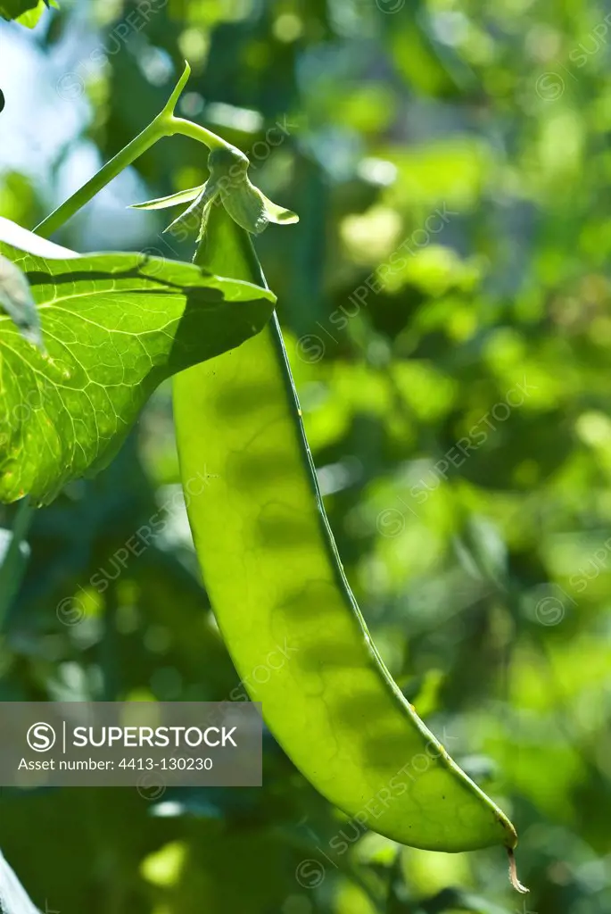 Pod peas in a vegetable garden Ain France