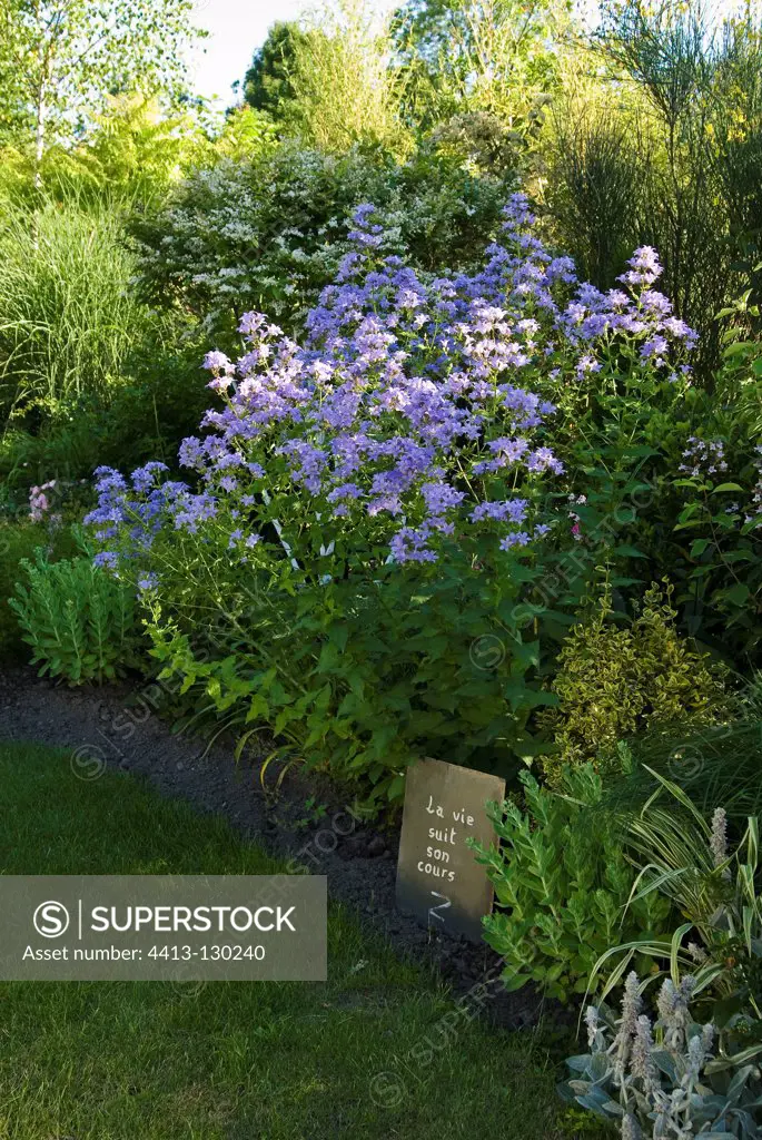 Bluebells blooming in a garden in summer in Ain France