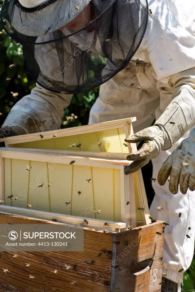 Laying of new frames in a hive France