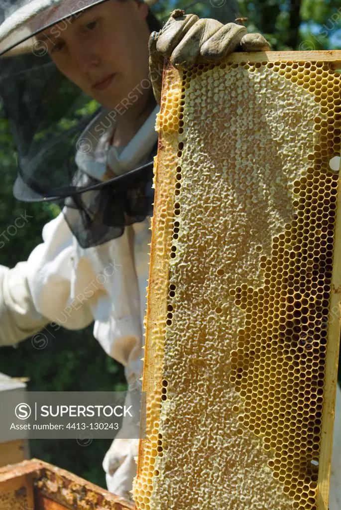 Checking the status of the rays in a hive Ain France