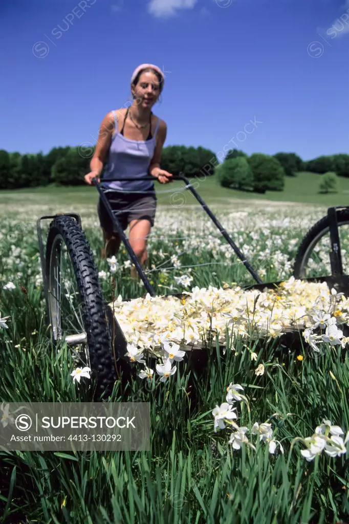 Daffodil pickers combing wheels Ain France