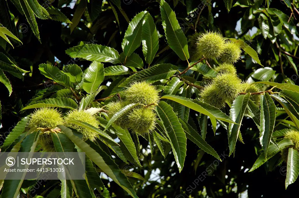 Sweet chestnuts on chestnuts Limousin France