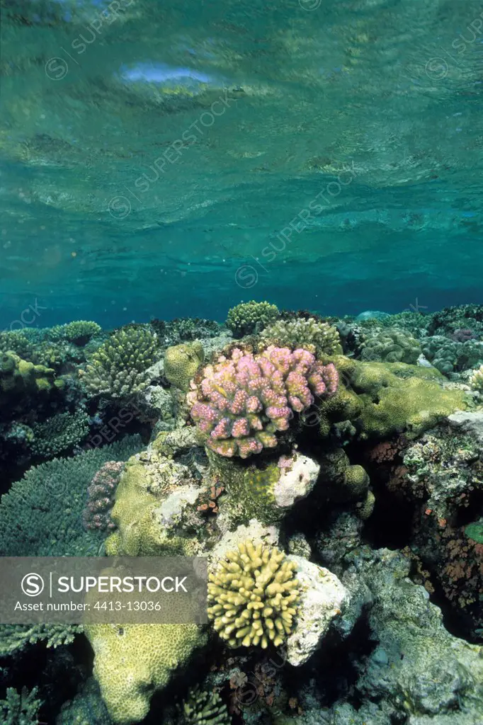Corals at shallow depth Red Sea Egypt