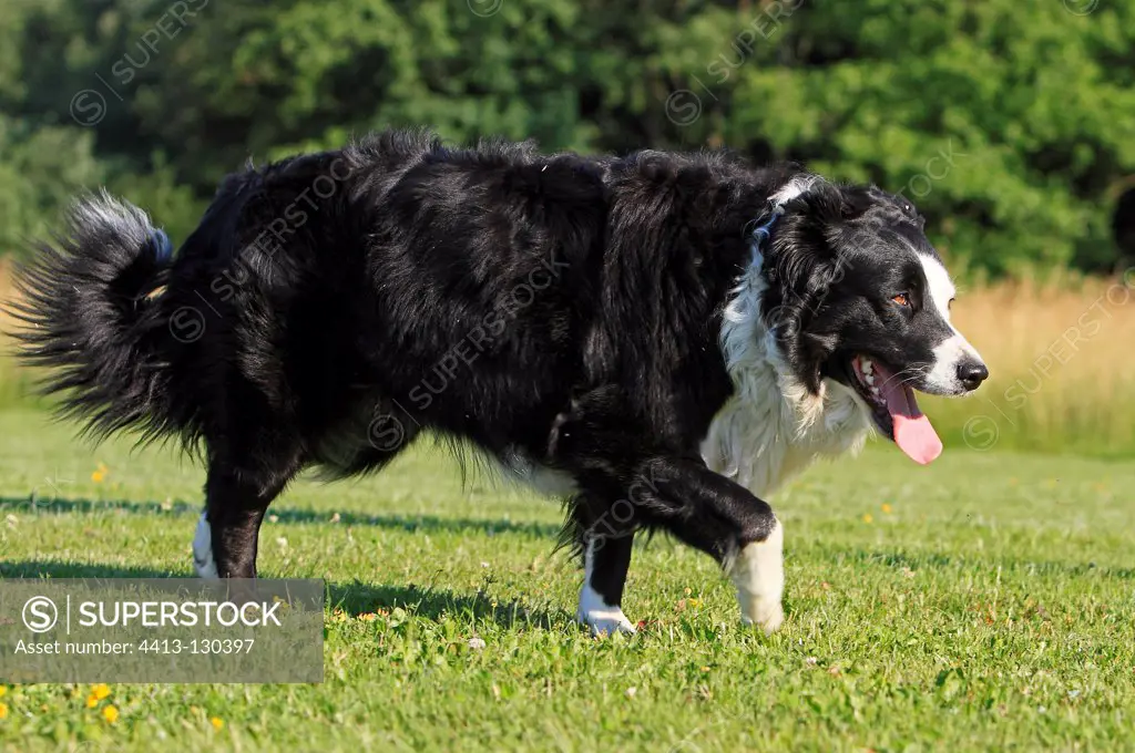 Border Collie is a dog breed France