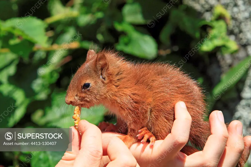Young Eurasian Red Squirrel in the hands of someone France