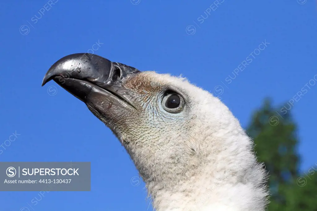 Portrait of a Griffon Vulture France