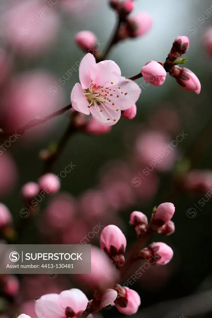 Peach Blossom in an organic garden in winter Var