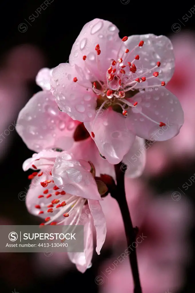 Peach Blossom in the rain in an organic garden Var