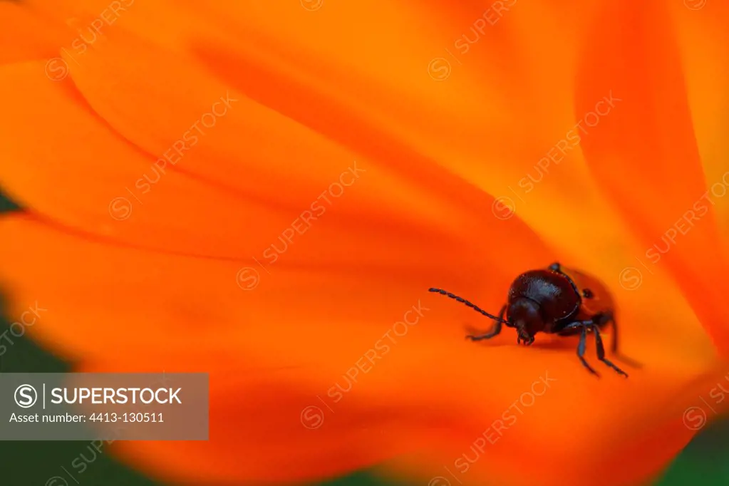 Pot beetle in a flower of Pot Marigold in a garden France