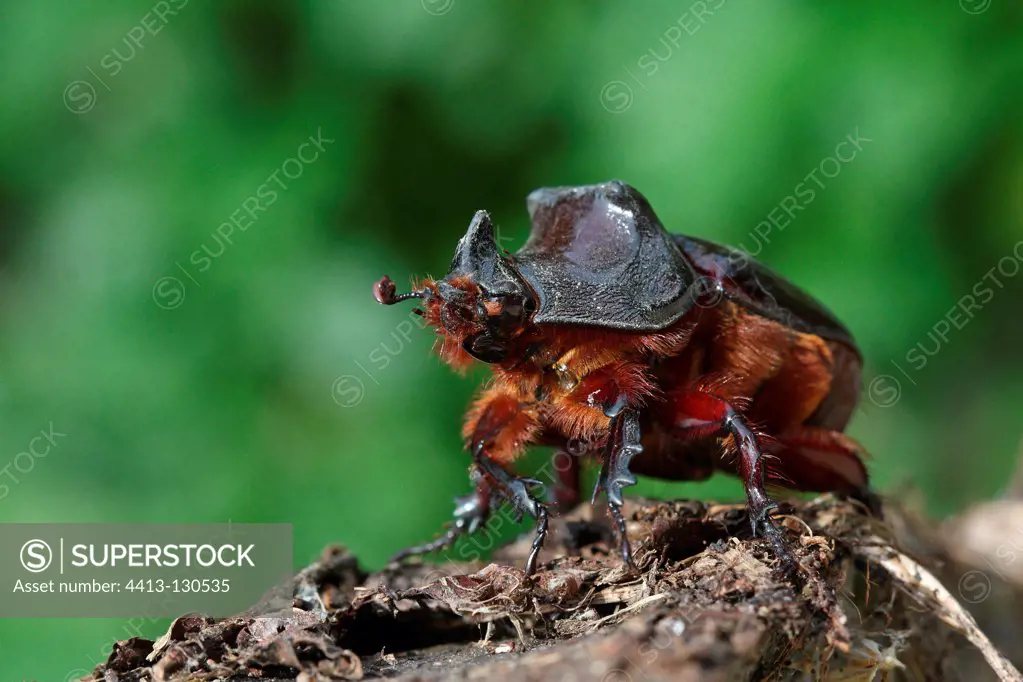 Rhinoceros beetle walking on a stump of wood France