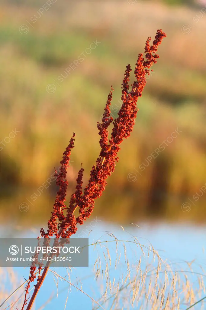 Curled Dock inflorescence in marshes Giens peninsula