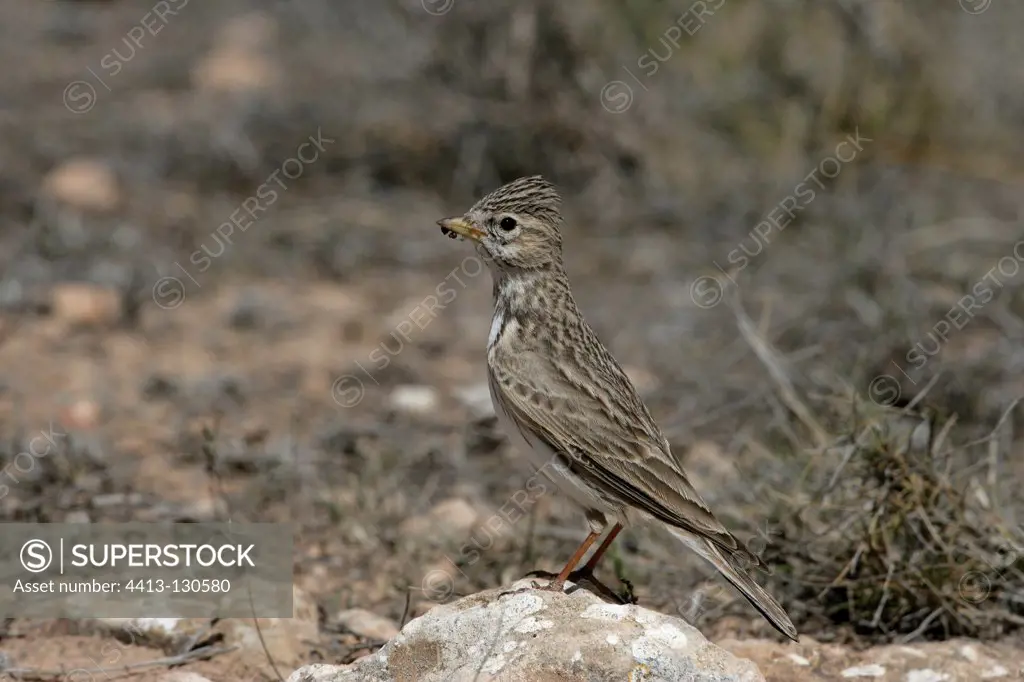 Lesser short-toed lark on a stone Spain