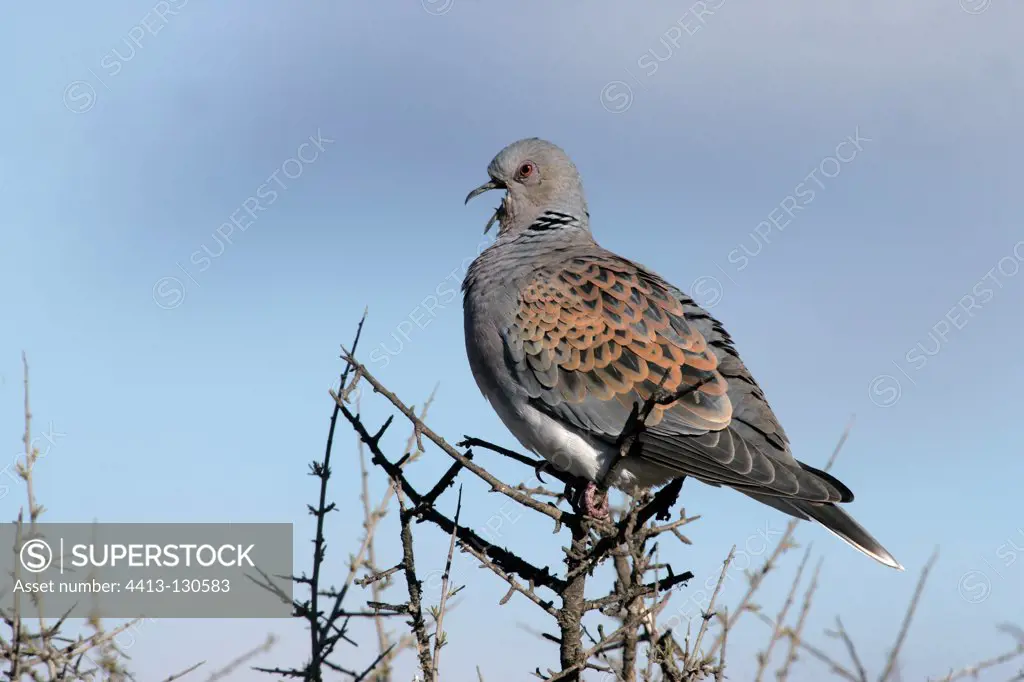 Turtle dove yawning on a branch Spain