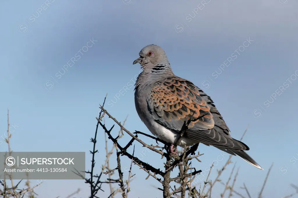 Turtle dove on a branch Spain