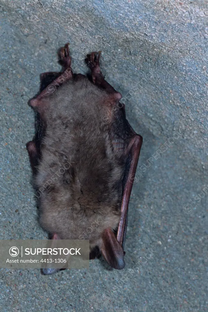 Mouse-eared Bat in hibernation in a cave