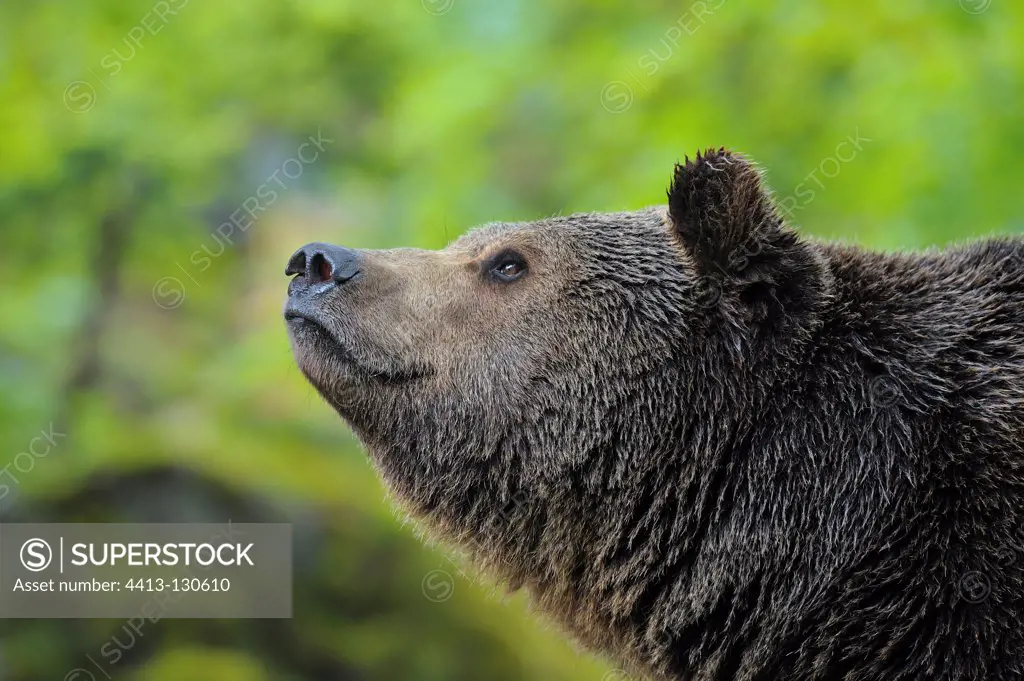 European brown bear in the Bavarian Forest NP Germany