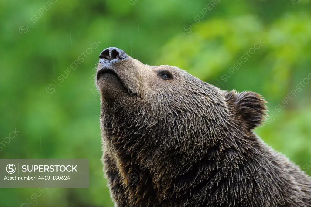 European brown bear on a rainy day Bavarian Forest NP
