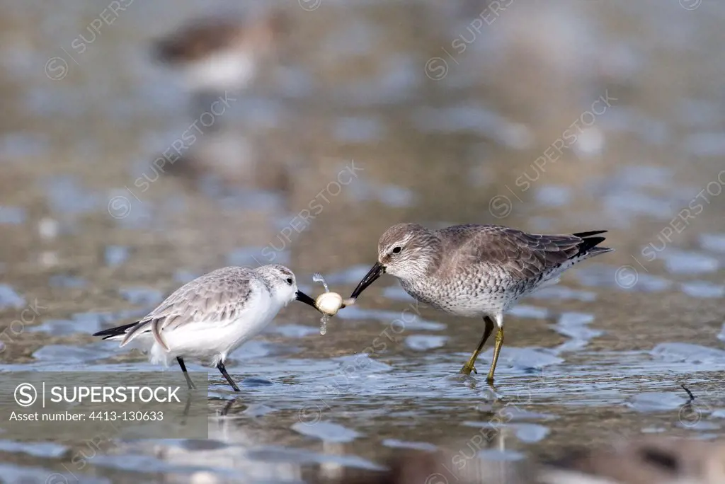 Sanderling fighting with a Red knot for food France