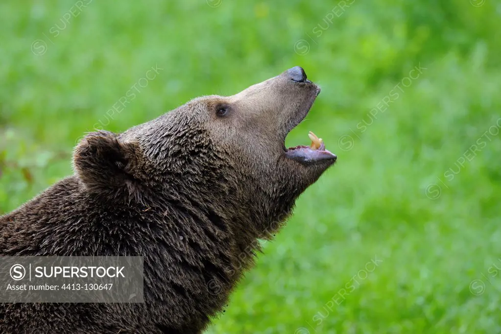 Portrait of an European brown bear in the Bavarian Forest NP