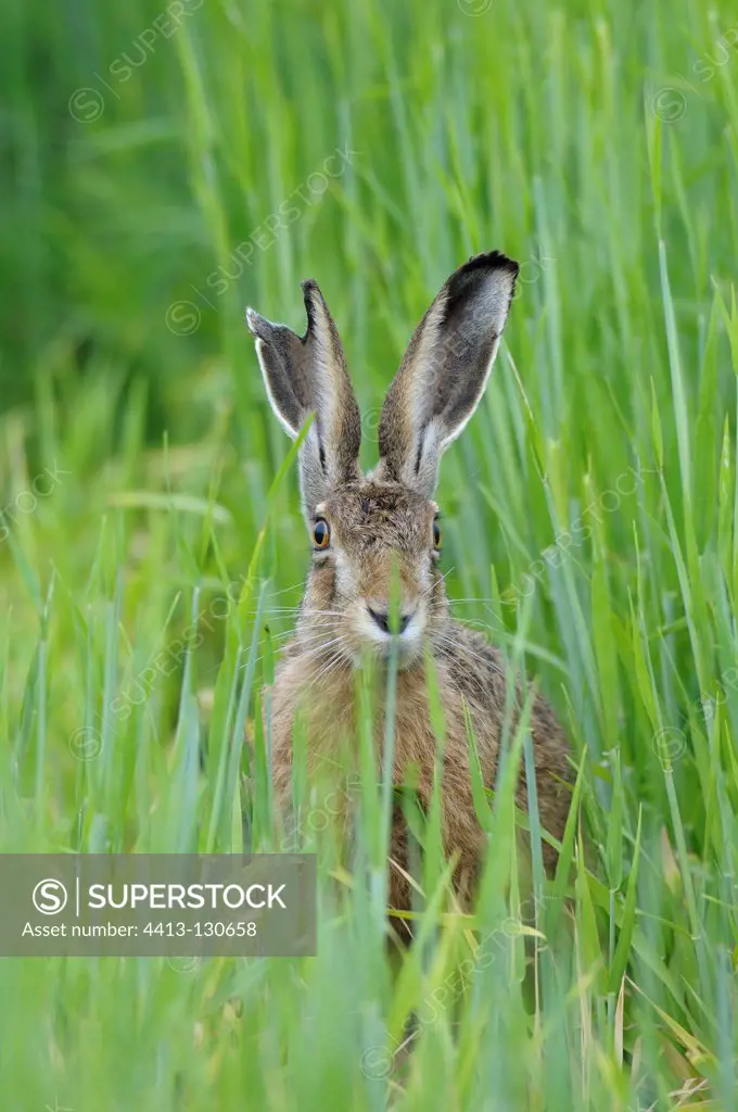 European brown hare in grain field in summer Germany