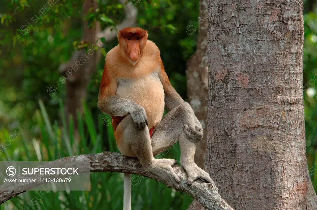 Proboscis monkey sitting on a tree in mangrove forest Sabah