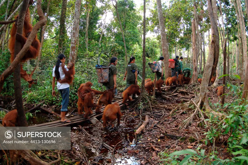 Orangutans going to forest school Nyaru Menteng RC Borneo