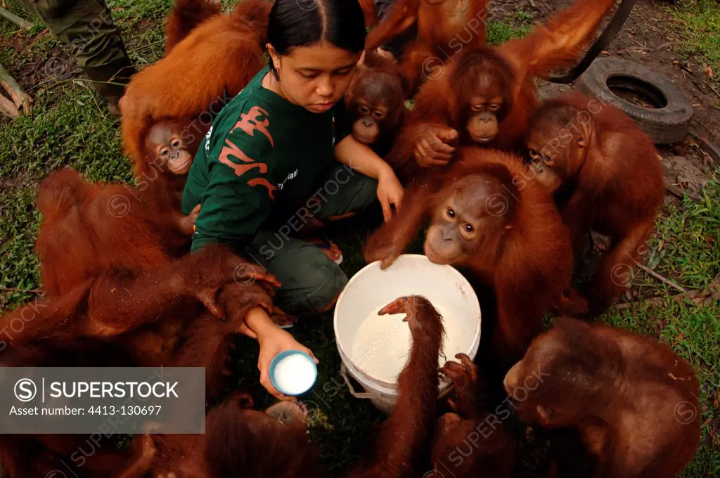 Milk distribution in the Nyaru Menteng RC for Orangutan
