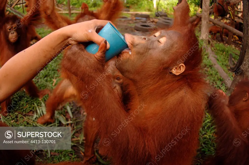 Milk distribution in the Nyaru Menteng RC for Orangutan