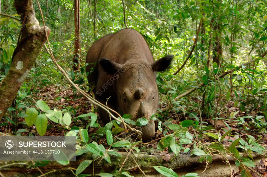 Sumatran Rhinoceros female in the forest Way Kambas NP