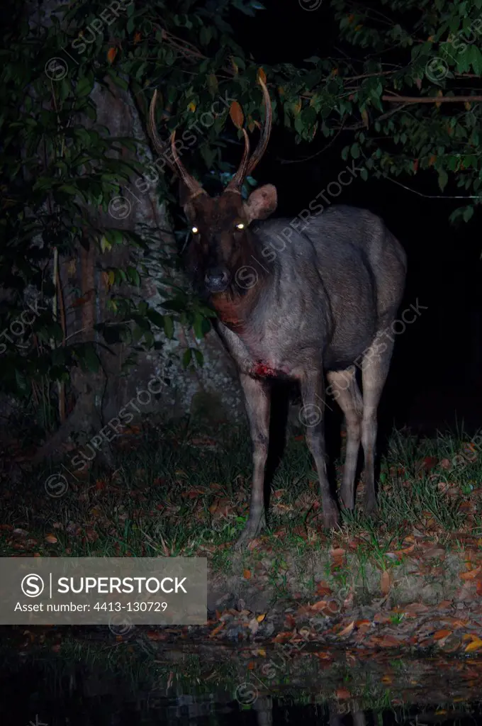 Young male Sambar Deer at night near water hole Sumatra