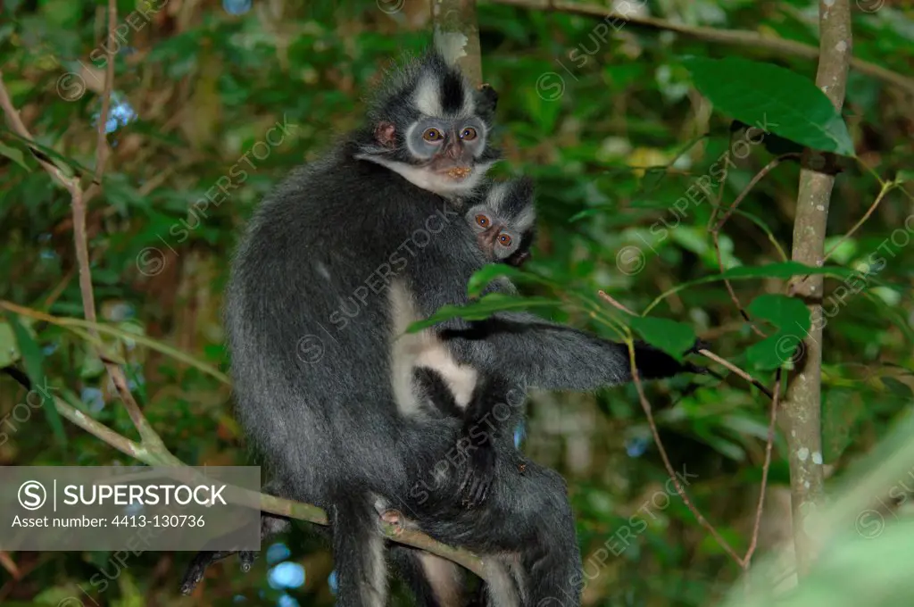Thomas's langur female and young in Gunung Leuser NP