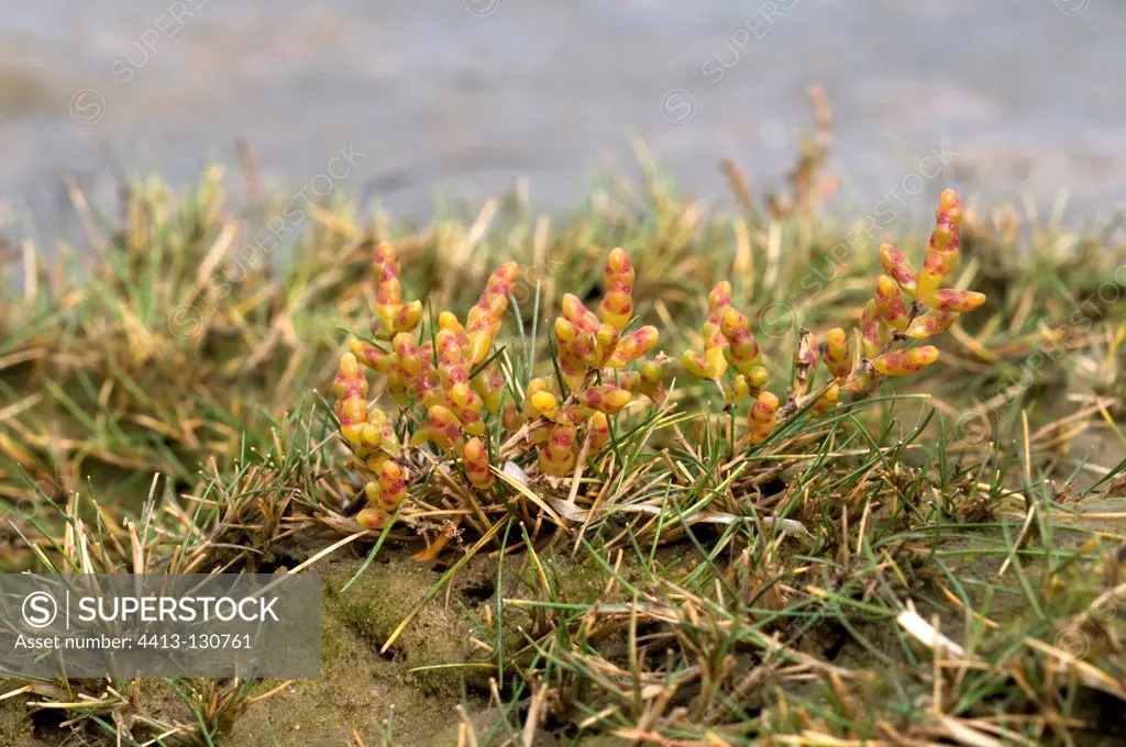Glasswort in a salt meadow with Salmarsh grass France