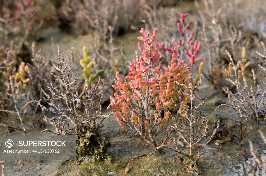 Perennial Glasswort in mud France
