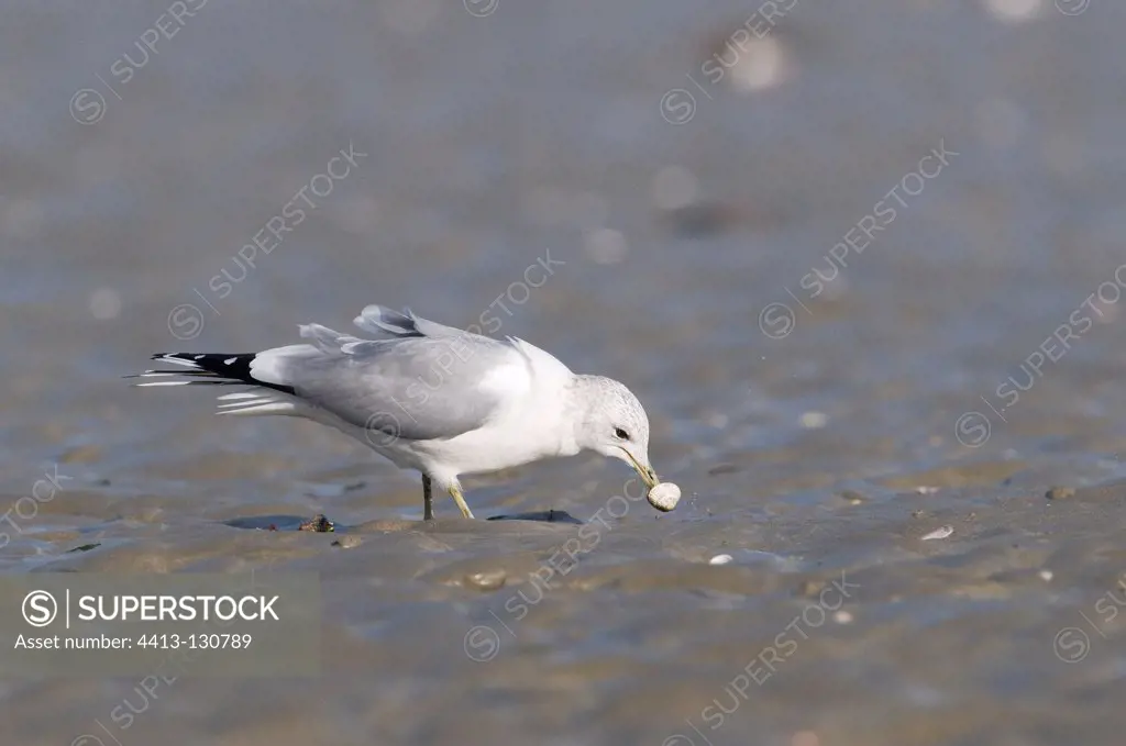 Mew gull eating a shell France