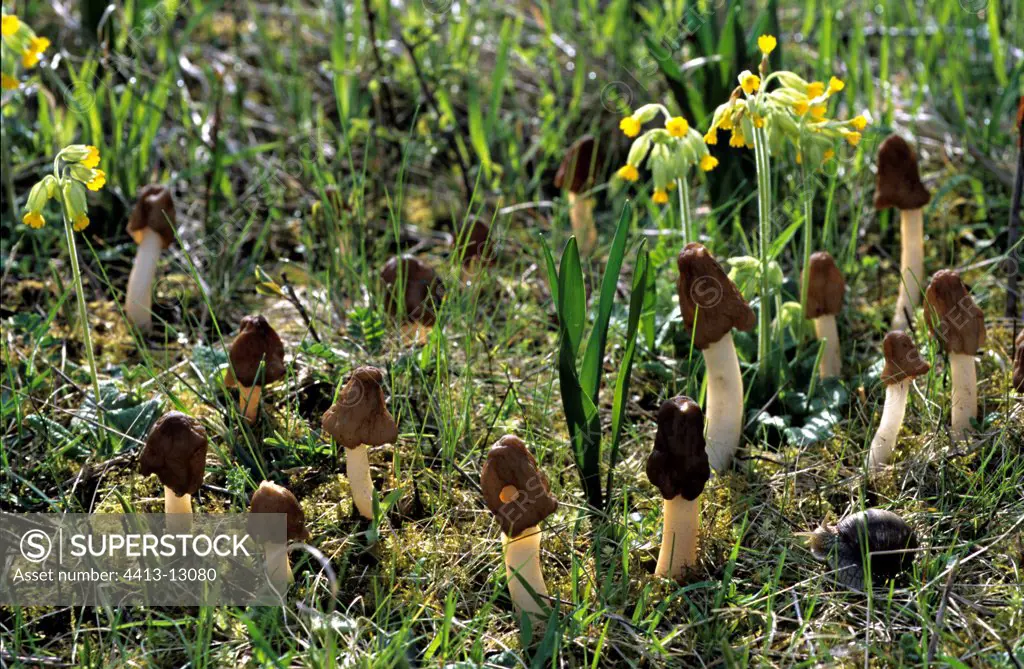 Thimble Fungus Alsace France