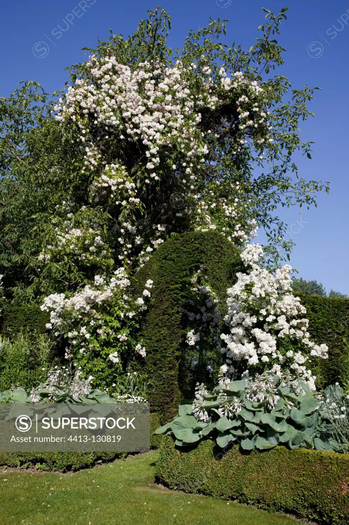 Climbing rose-trees in bloom in a garden