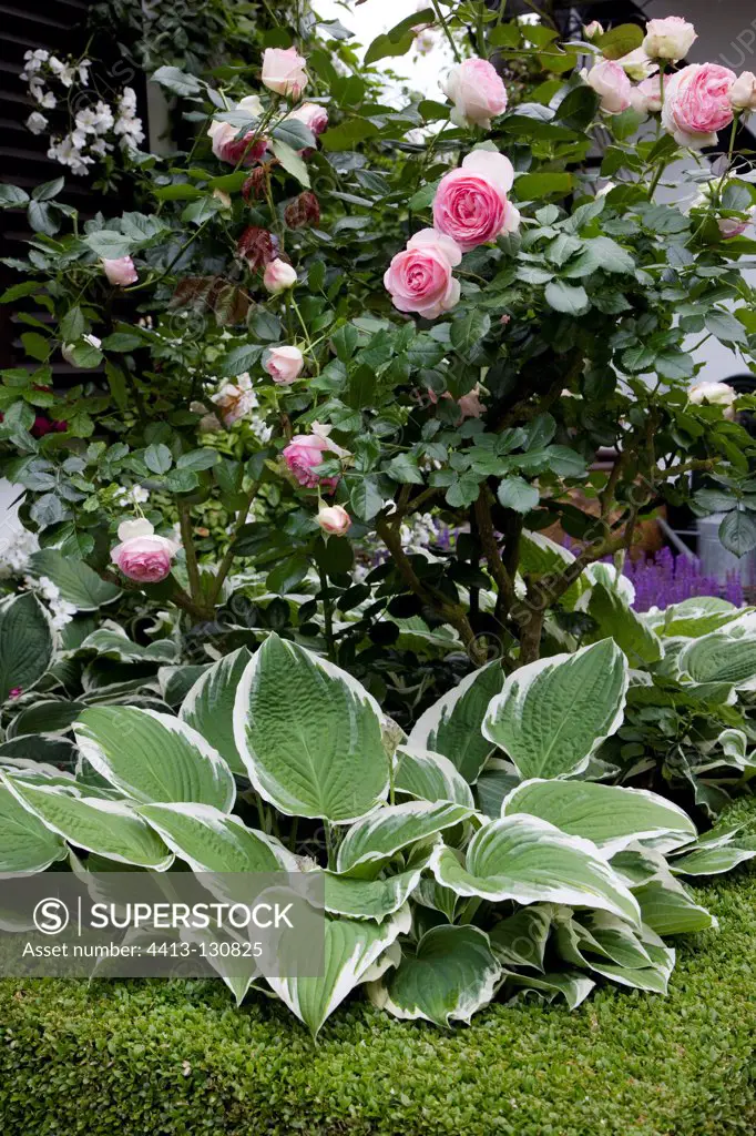 Rose-tree 'Eden Rose 88' in bloom on a garden terrace