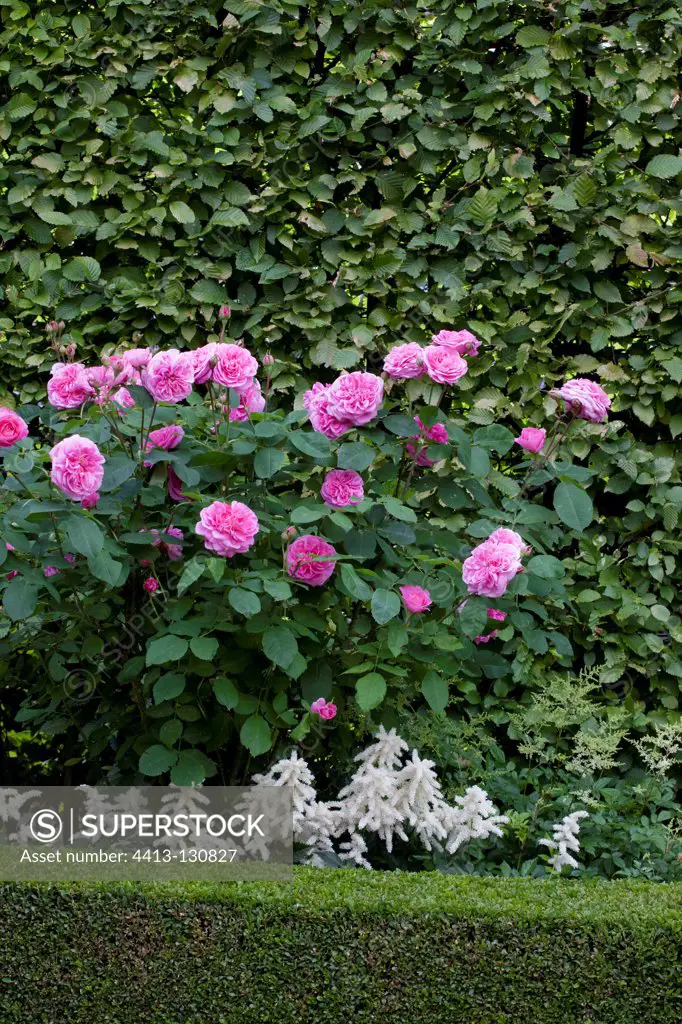 Rose-tree 'Gertrude Jekyll' in bloom on a garden terrace