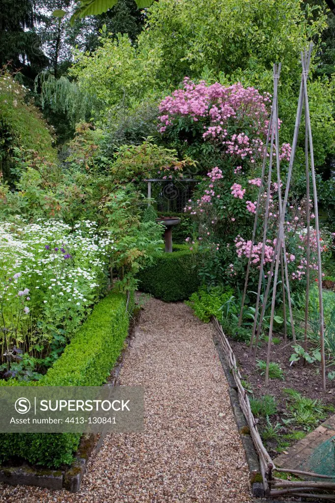 Rose-tree 'Alden Biesen' in a flowered kitchen garden
