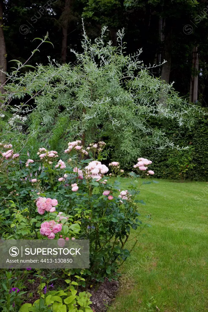 Rose-tree 'Bonica' and pear tree 'Pendula' in a garden