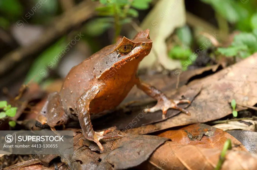 Javan horned frog standing on dead leaves Halimun NP Java