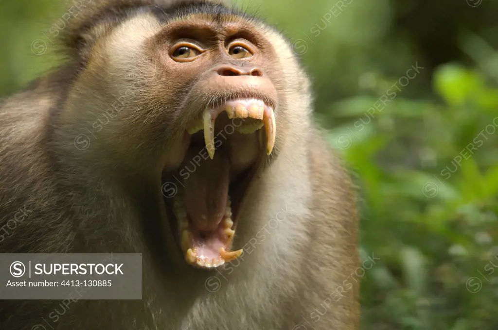 Pigtail Macaque opening mouth as a sign of defience Sumatra