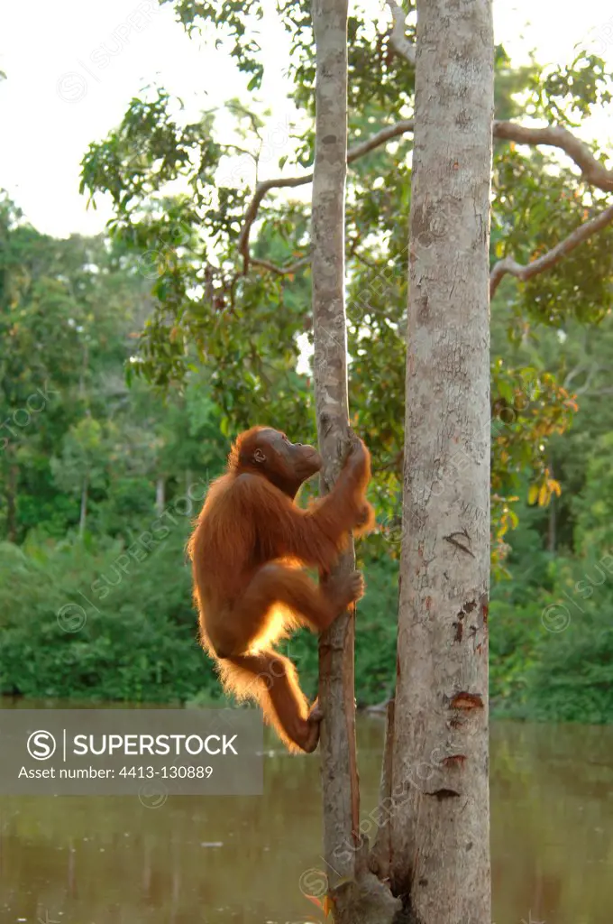 Orangutan subadult climbing tree near river Central Borneo
